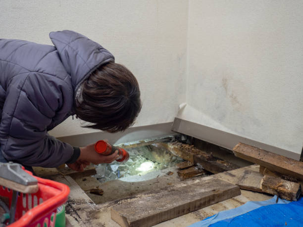 Best Environmental Consulting for Mold Prevention  in Brent, FL