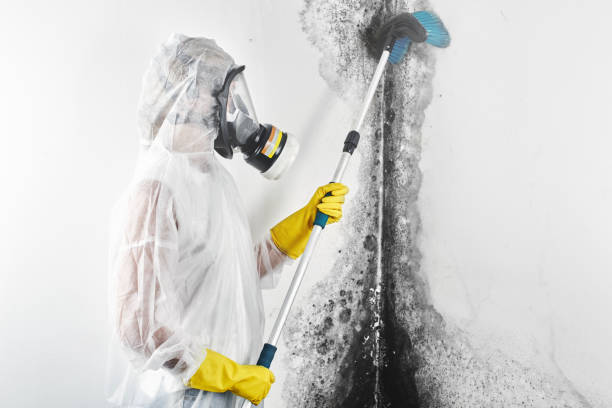 Best Airborne Mold Testing  in Brent, FL