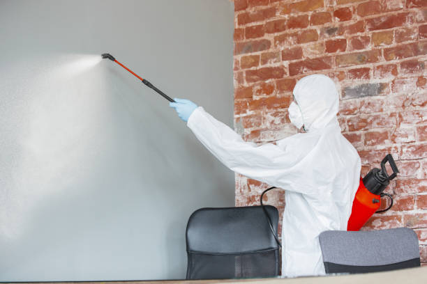 Best Black Mold Removal  in Brent, FL