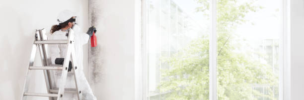 Best Mold Damage Restoration  in Brent, FL